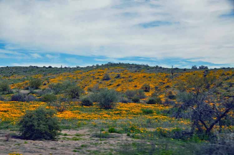 yellow wildflower fields